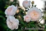 Crocus Rose® Crocus Rose®