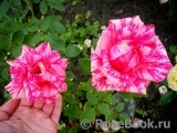 Pink Intuition Pink Intuition