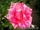 Pink Intuition Pink Intuition