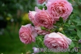 Jubilee Celebration® Jubilee Celebration®