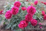 Darcey Bussell Darcey Bussell