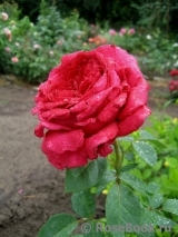 Rose des 4 Vents Rose des 4 Vents