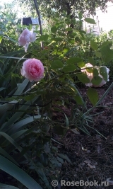 The Wedgwood Rose The Wedgwood Rose