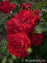 Amadeus Amadeus