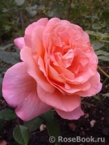 Augusta Luise Augusta Luise