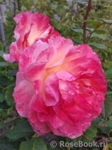 Augusta Luise Augusta Luise