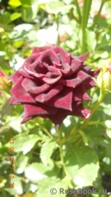 Black Beauty Black Beauty