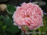 The Alnwick Rose The Alnwick Rose