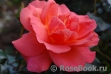 Sweet Fragrance Sweet Fragrance