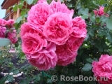 Rosarium Uetersen Rosarium Uetersen