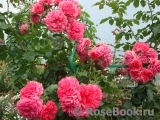 Rosarium Uetersen Rosarium Uetersen
