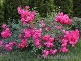 Fuchsia Meillandecor Fuchsia Meillandecor