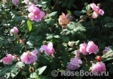 The Alnwick Rose The Alnwick Rose