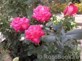 Rose Gaujard Rose Gaujard