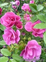 Oddfellows Rose, The Oddfellows Rose, The