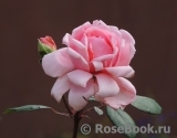 Brother Cadfael