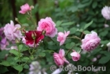 The Alnwick Rose The Alnwick Rose