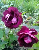 Burgundy Ice Burgundy Ice
