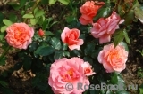 Sweet Fragrance Sweet Fragrance
