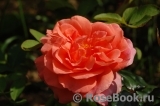 Sweet Fragrance Sweet Fragrance
