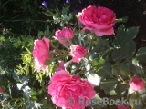 Rosarium Uetersen Rosarium Uetersen