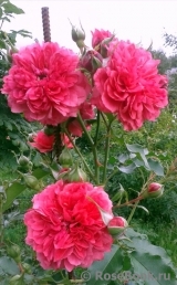 Rosarium Uetersen Rosarium Uetersen