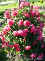 Rosarium Uetersen Rosarium Uetersen