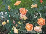 Lady of Shalott Lady of Shalott