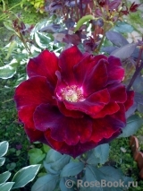 Black Baccara Black Baccara