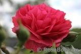Rosarium Uetersen Rosarium Uetersen