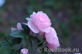 Hans Gonewein Rose Hans Gonewein Rose