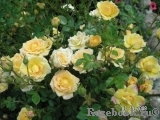Yellow Fairy Yellow Fairy