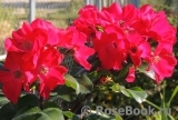 Robusta Robusta