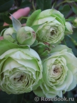 Lovely Green ® Lovely Green ®
