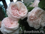Claire Rose Claire Rose