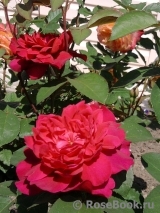 Sophy’s Rose Sophy’s Rose