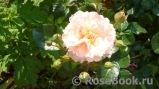 Twiggy’s Rose Twiggy’s Rose