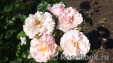 Twiggy’s Rose Twiggy’s Rose