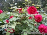 Darcey Bussell Darcey Bussell