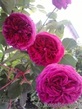 Falstaff® Falstaff®