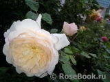 Crocus Rose® Crocus Rose®