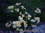 Golden Border Golden Border