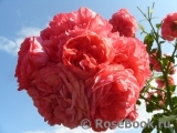Rosarium Uetersen Rosarium Uetersen