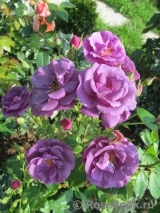 Rhapsody in Blue Rhapsody in Blue