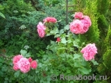 Rosarium Uetersen Rosarium Uetersen