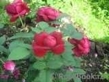 Darcey Bussell Darcey Bussell