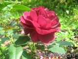 Darcey Bussell Darcey Bussell