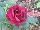 Darcey Bussell Darcey Bussell