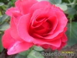 Vin Rose Vin Rose