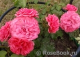 Rosarium Uetersen Rosarium Uetersen